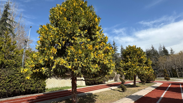 Rows of incense cedar trees along a curb