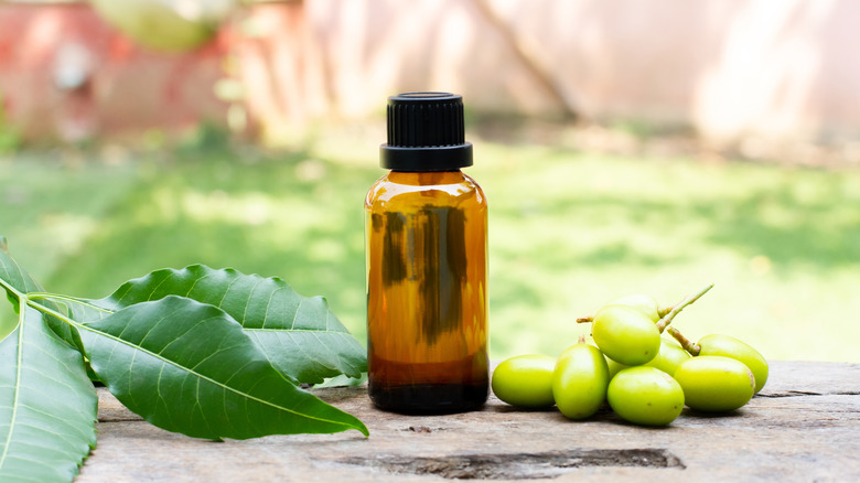 neem oil, a type of horticultural oil, in an amber bottle