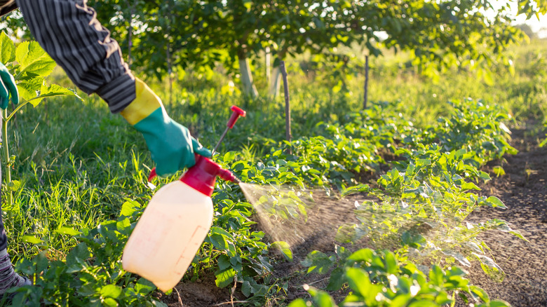 A gardener spraying his vegetable garden to kill insect pests.
