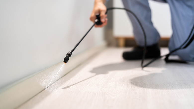 A person spraying the corners of a room for bugs