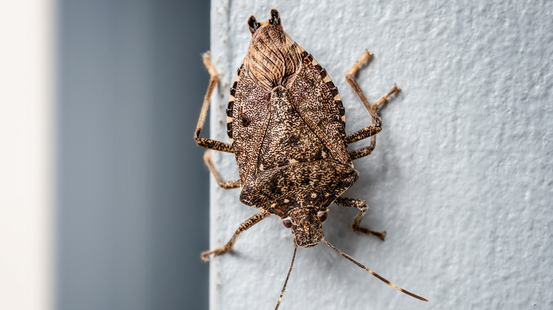 A close-up of stink bug on a home wall