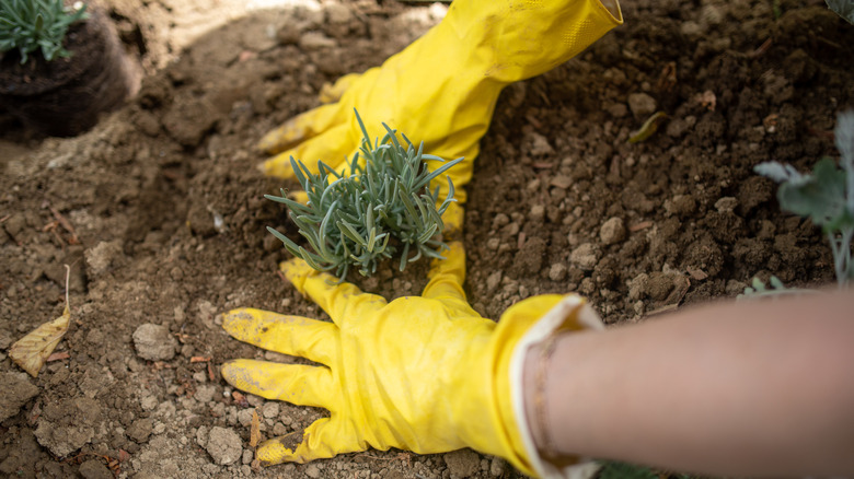 A gardener wearing yellow gloves plants a small lavender shrub in a garden bed.