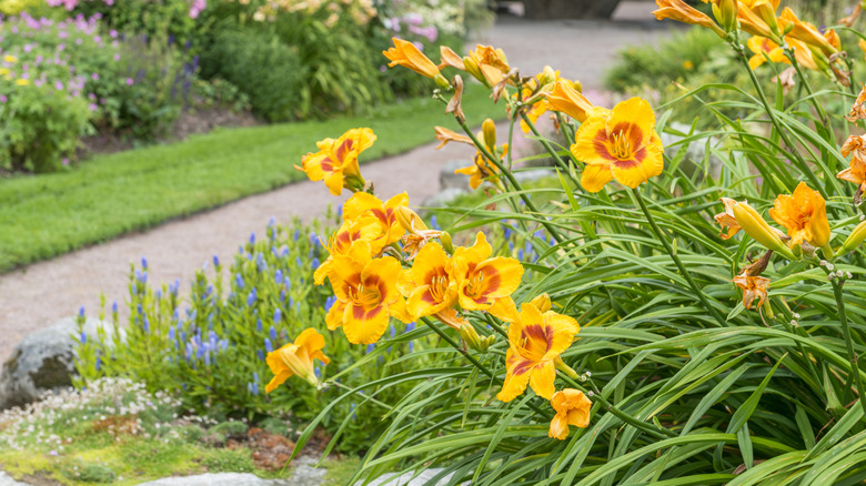 A patch of daylilies growing in a garden bed with other flowering plants alongside a garden path.