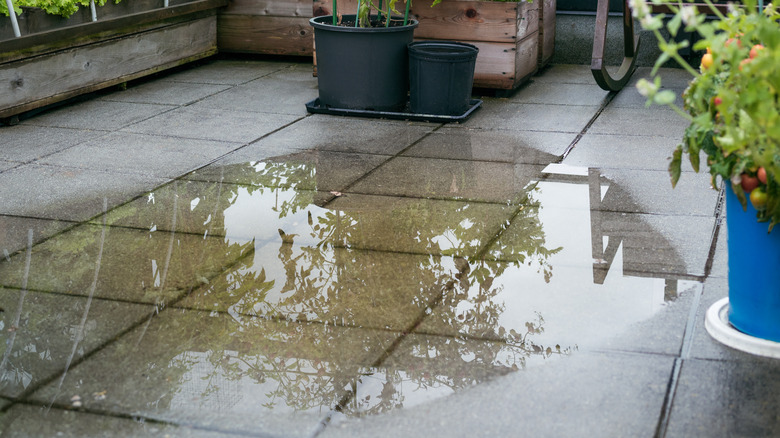 A concrete-tiled outdoor space surrounded by plants with a puddle of water sitting on the concrete
