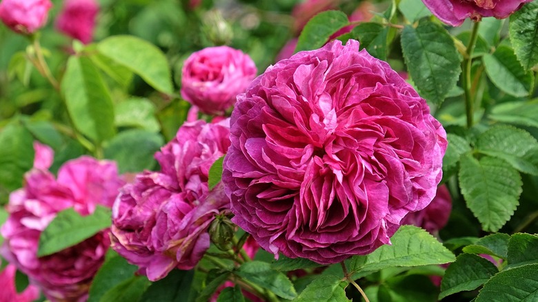 Several magenta Charles de Mills roses blooming next to green leaves