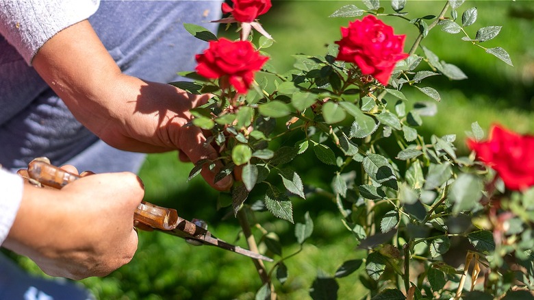 Gardner snipping a red rose from a rose shrub