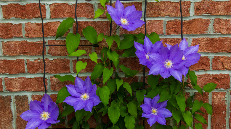 Purple clematis growing on a wire trellis against a red brick wall