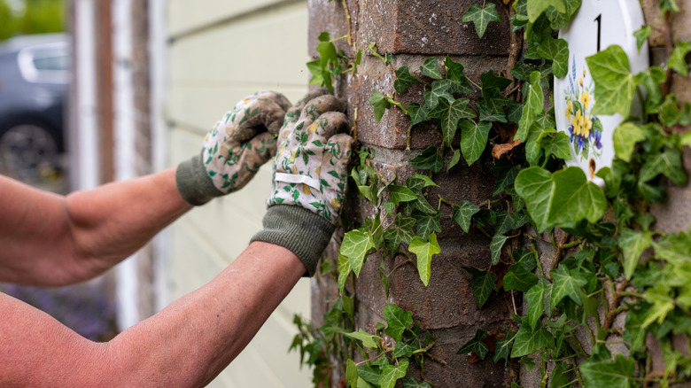 gloved hands pulling vines from a brick wall near a garage door.