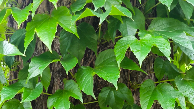 Boston Ivy 'Fenway Park' growing on a tree trunk