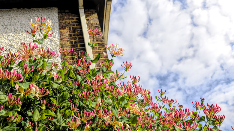 Common honeysuckle growing up the brick wall of a house should the pink flower buds just before they open