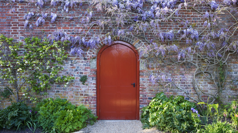 A brick wall with a door, covered and surrounded in plants