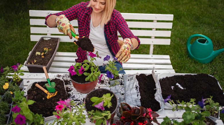 A gardener potting up some petunias