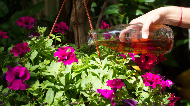 A person fertilizing petunias with compost tea in a glass bottle