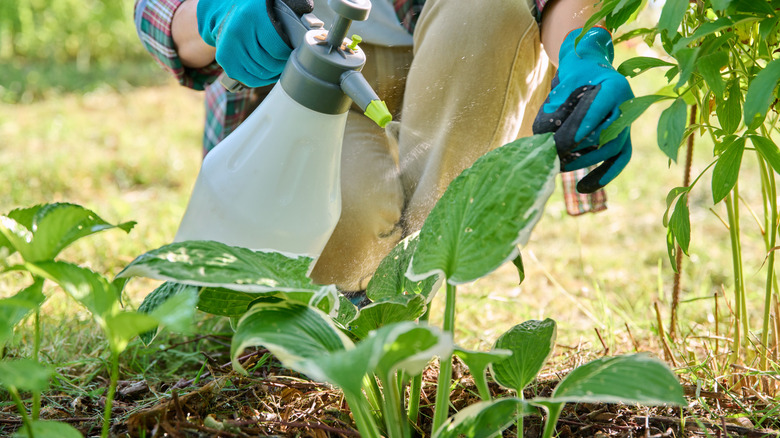 Woman spraying soil of hosta plant with garden sprayer.