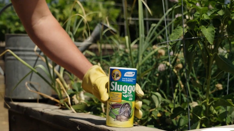 Person holding can of Sluggo with plants and flowers in the background