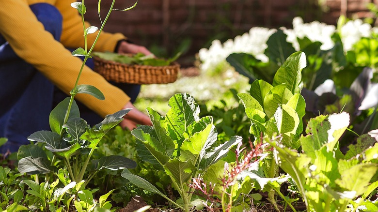 A person is seen kneeling next to a garden and harvesting leaves from vegetable plants