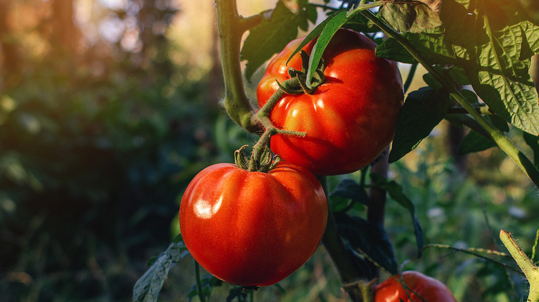 Tomatoes hanging from the vine