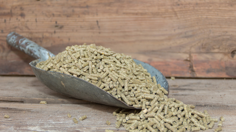 dehydrated alfalfa pellets