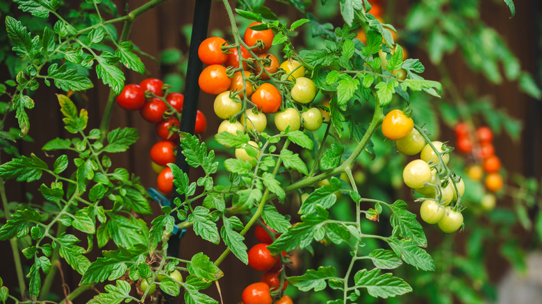 tomatoes ripening on the vine