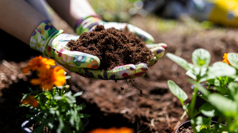 A person adding compost to a garden bed with orange marigolds.