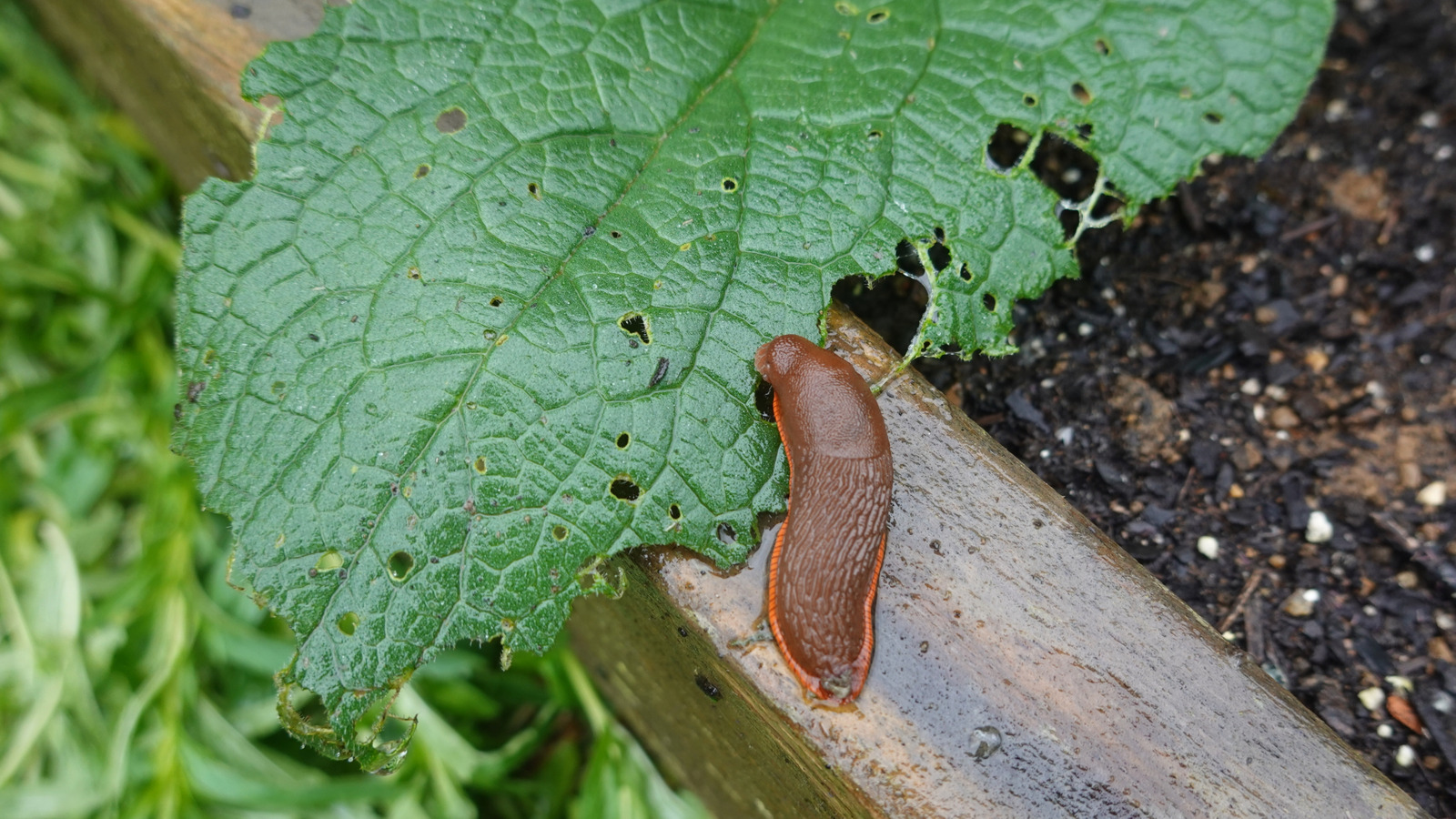 Not Coffee Grounds, Not Copper: Get Rid Of Slugs & Snails Easily With A Solution From Amazon