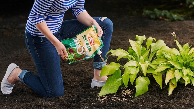 Person kneeling to sprinkle Ortho Bug-Geta around a hosta plant.