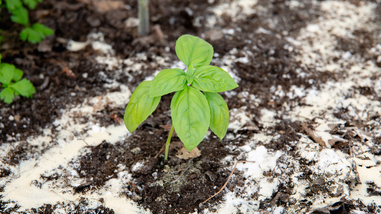 A young plant surrounded by white flour