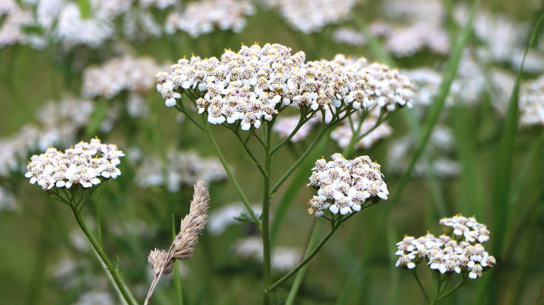 Several wide clusters of small white blooms on skinny green stems are in the foreground, with blurred flowers are in the background.