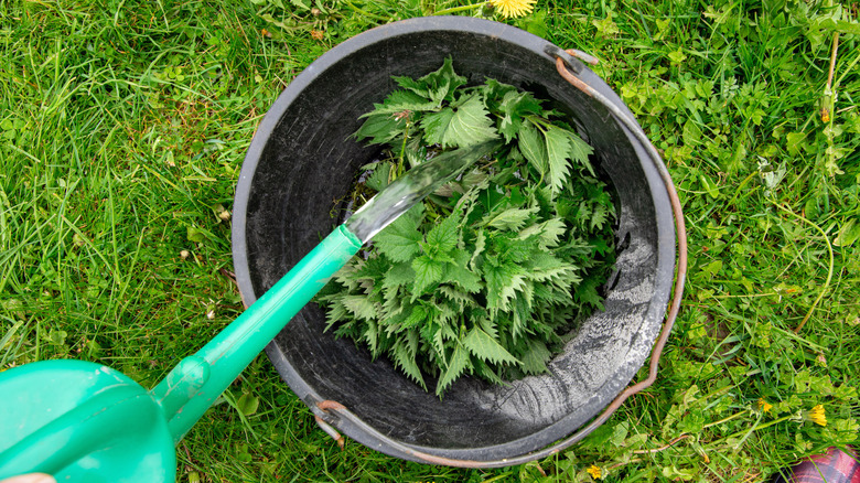 A green watering can pouring water into a bucket with cut nettles in the bottom.