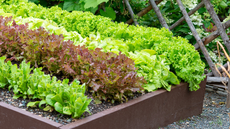 A garden bed filled with four rows of different types of leaf lettuces.