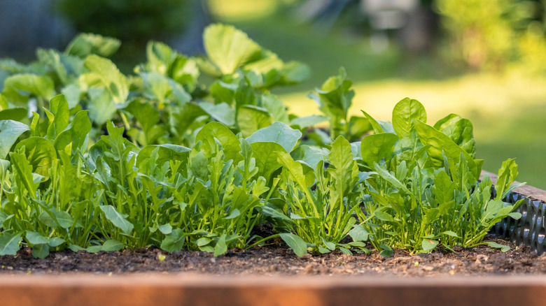 Fresh Leafy Greens Growing in Wooden Garden Planter