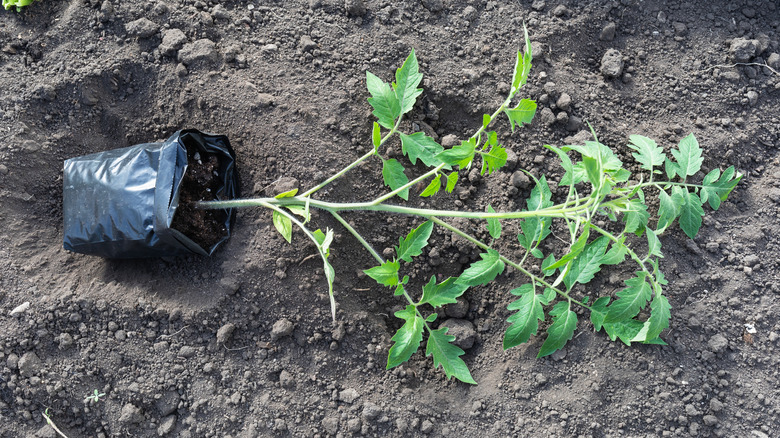 Tomato seedling laying on its side