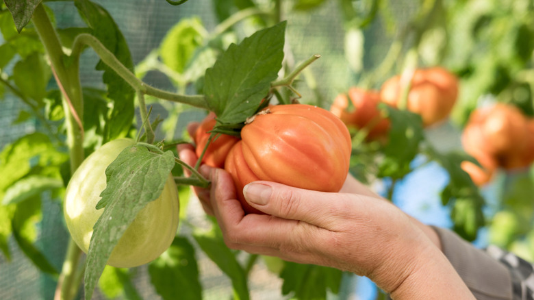 Person harvesting a large beefsteak tomato in the garden