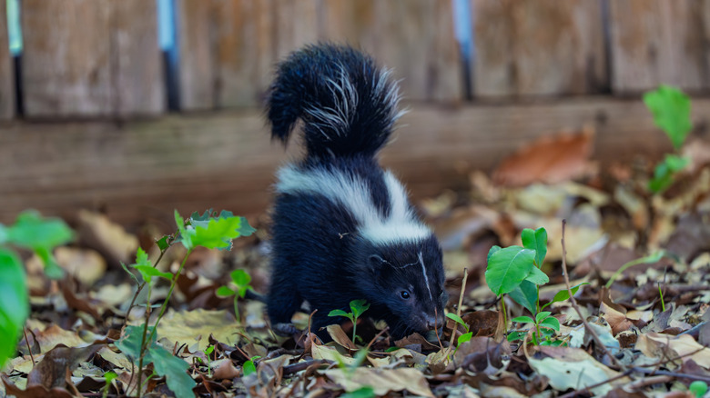 A skunk exploring someone's backyard