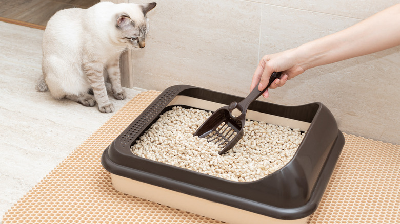 A cat watching a woman clean a litter box
