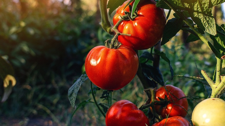 Close-up of sunlit tomatoes on the vine