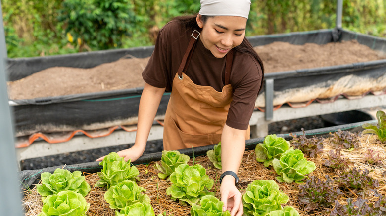 A woman with an apron on looking over leaf lettuce in a raised-bed vegetable garden