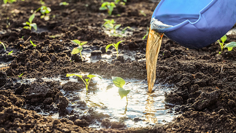 A blue bucket turned to dump yellowish fertilizer onto young plants in golden sunlight