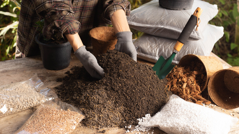 Gardener sifting through fresh compost.