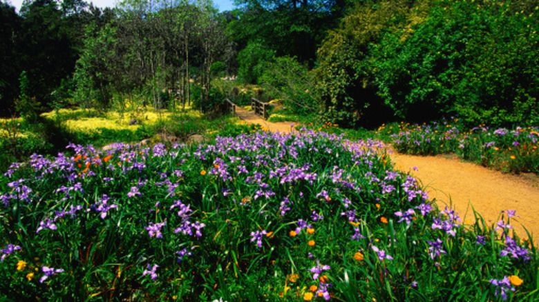 a mass planting of Douglas iris in California