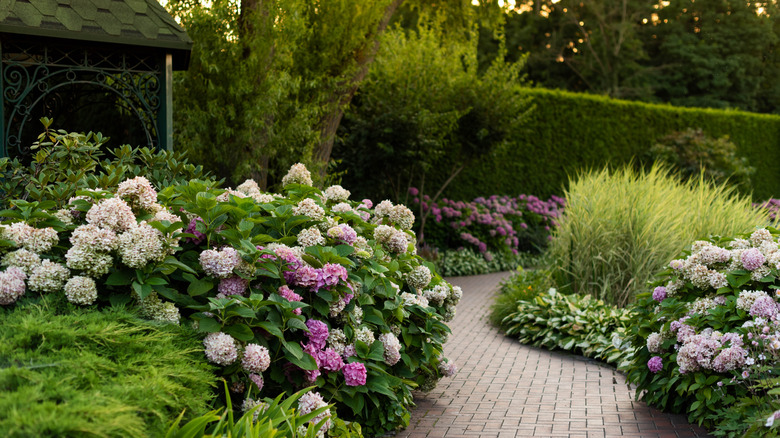 a colorful shade garden with hydrangeas and grasses