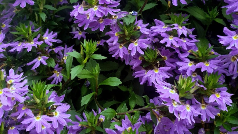 'Whirlwind' blue fan flower in a garden bed.