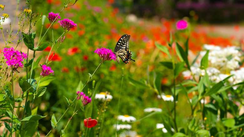 A butterfly feeds in a pollinator garden
