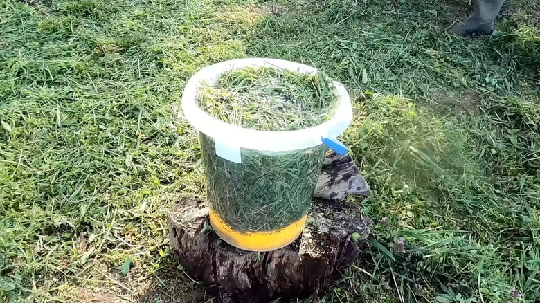 clear bucket filled with grass clippings and water in a garden