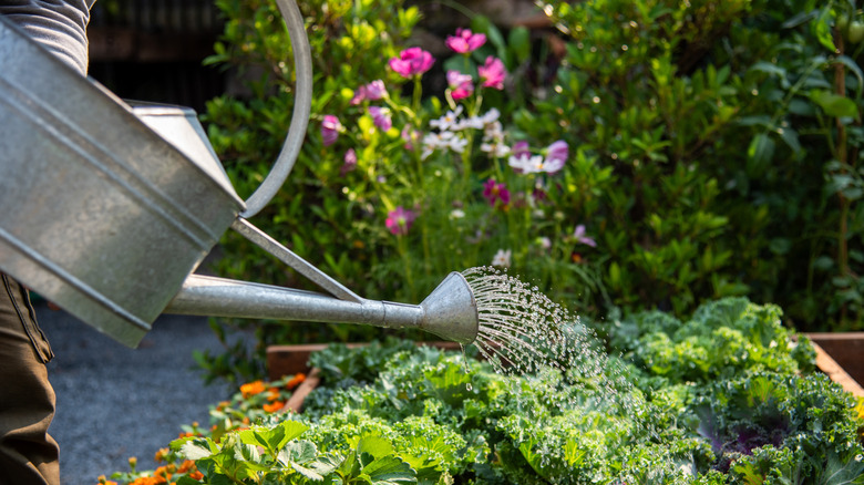 person using a metal watering can to water leafy greens in a gardenbed