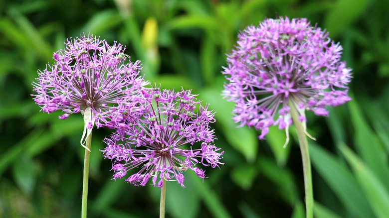 The purple flowers of an ornamental onion in full bloom in a garden bed.