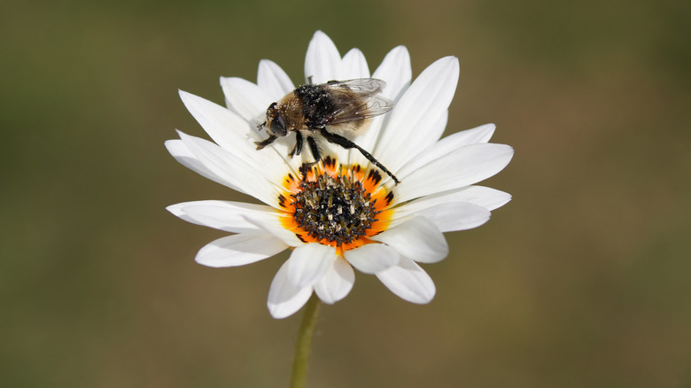 A 'Zulu Prince' Cape daisy with a native bee covered in pollen sitting in the center.