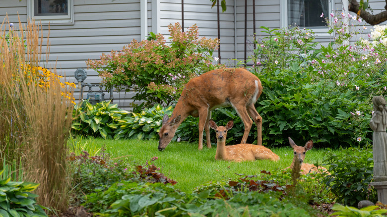 A doe and her two fawns in an urban garden
