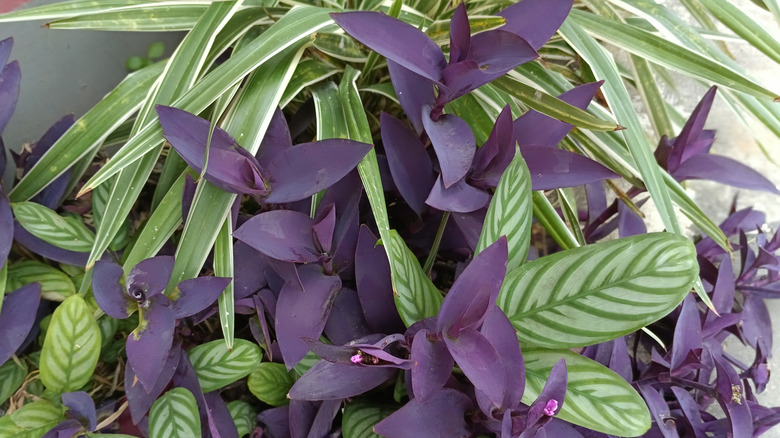 Purple heart with bright green and while foliage plants growing together