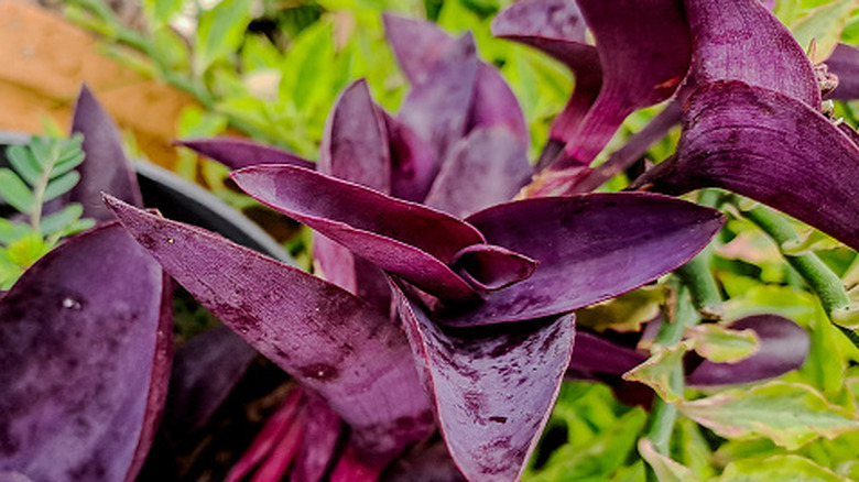 Close up view of Purple Heart growing against green foliage of a neighboring plant